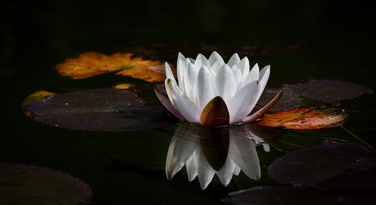 Fleur de lotus blanche sur l'eau, fond sombre